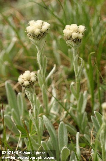 Antennaria lanata