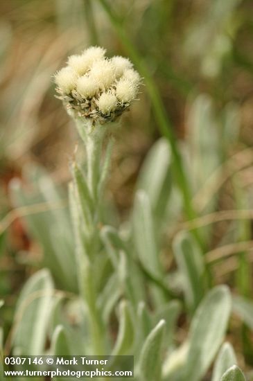 Antennaria lanata