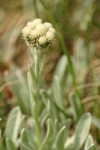 Woolly Pussytoes blossoms & foliage detail