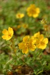 Fan-leaved Cinquefoil