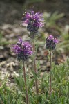 Silky Phacelia