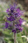 Silky Phacelia blossoms detail