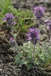 Silky Phacelia