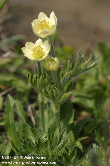 Pulsatilla occidentalis (Anemone occidentalis)