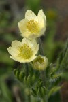 Western Anemone blossoms detail