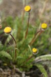 Cut-leaf Daisy rayless blossoms