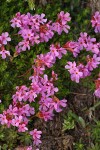 Douglasia