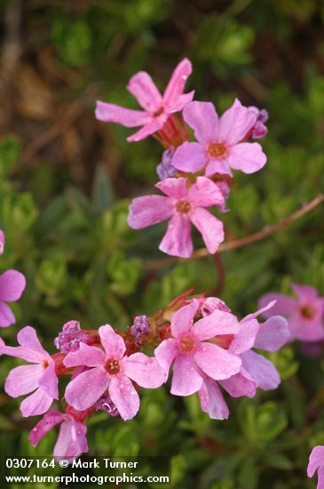 Douglasia laevigata