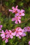 Douglasia blossoms detail