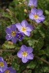 Showy Jacob's Ladder blossoms