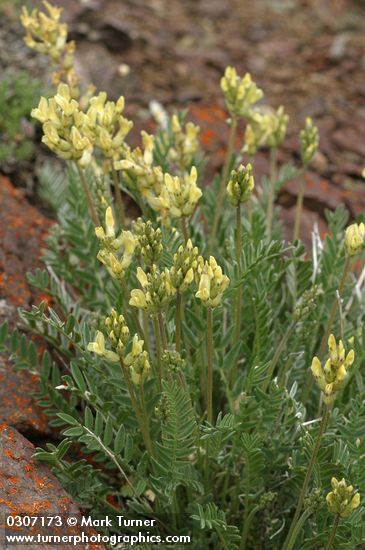 Oxytropis monticola