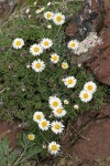 Cut-leaf Daisies