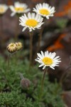 Cut-leaf Daisy blossoms & foliage detail