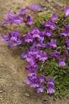 Davidson's Penstemon