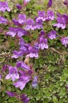 Davidson's Penstemon blossoms & foliage