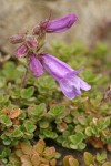 Davidson's Penstemon blossoms & foliage detail