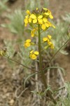 Western Wallflower