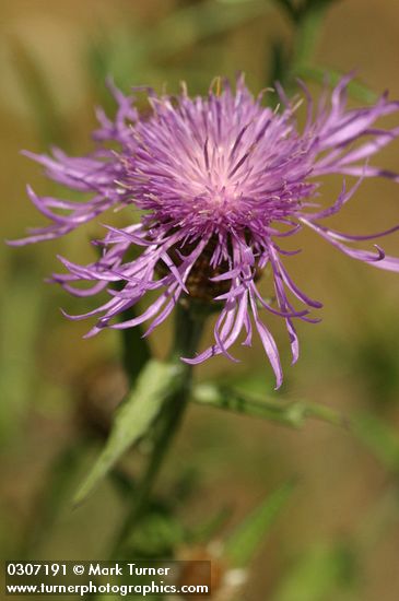 Centaurea biebersteinii