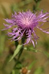 Spotted Knapweed blossom detail