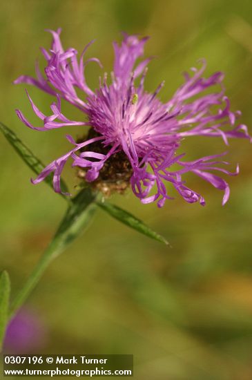 Centaurea biebersteinii