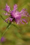 Spotted Knapweed blossom detail