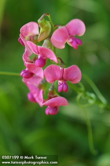 Lathyrus latifolius