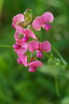 Everlasting Pea blossoms detail