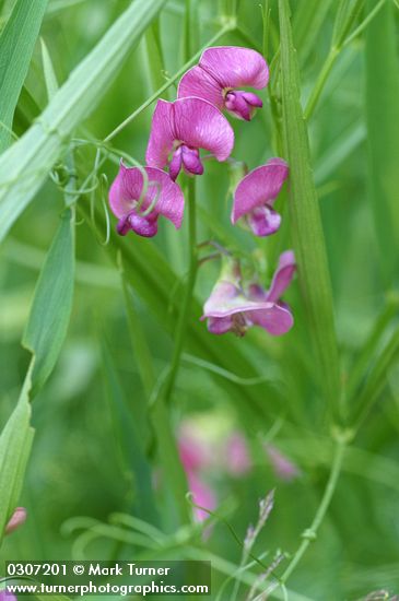 Lathyrus latifolius