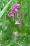 Everlasting Pea blossoms