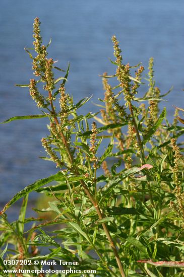 Rumex salicifolius