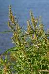 Willow-leaved Dock