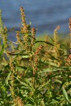 Willow-leaved Dock bracts & foliage