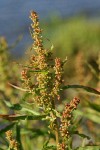 Willow-leaved Dock bracts & foliage detail