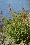 Willow-leaved Dock