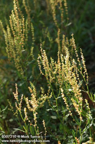 Rumex acetosella