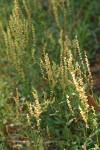 Sheep Sorrel