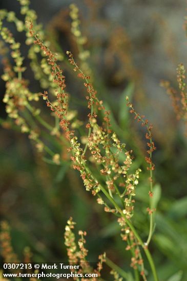 Rumex acetosella