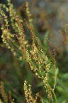 Sheep Sorrel blossoms detail