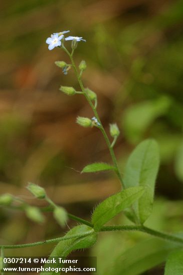 Myosotis scorpioides