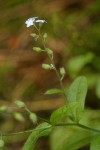 Common Forget-me-not