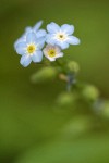 Common Forget-me-not blossoms detail