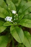 Common Forget-me-not 