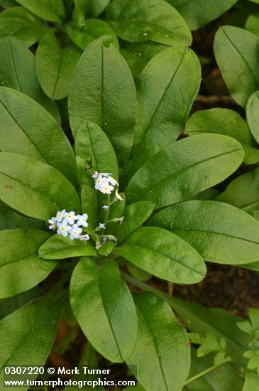 Myosotis scorpioides