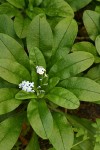 Common Forget-me-not 