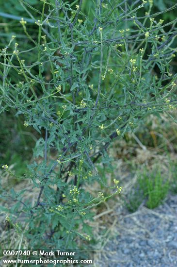 Sisymbrium officinale