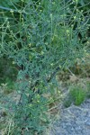 Hedge Mustard