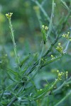 Hedge Mustard blossoms & foliage