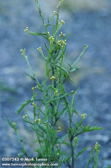 Sisymbrium officinale