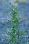 Hedge Mustard blossoms & foliage