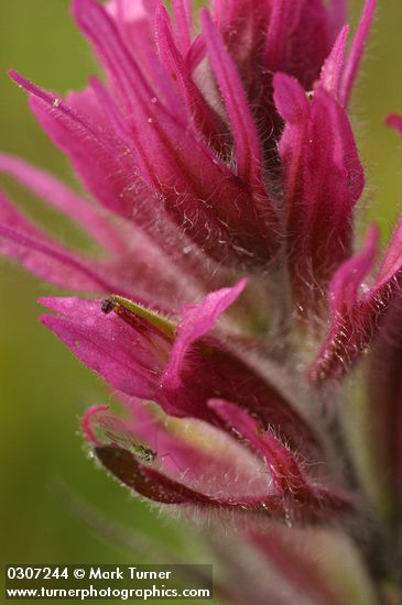 Castilleja parviflora var. olympica